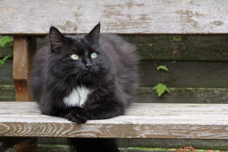 peut on vivre d'un élevage de chats