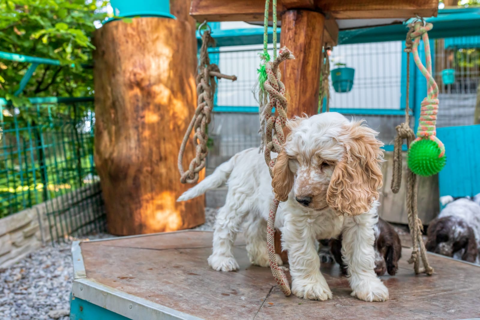 peut-on vivre de l'élevage de chien